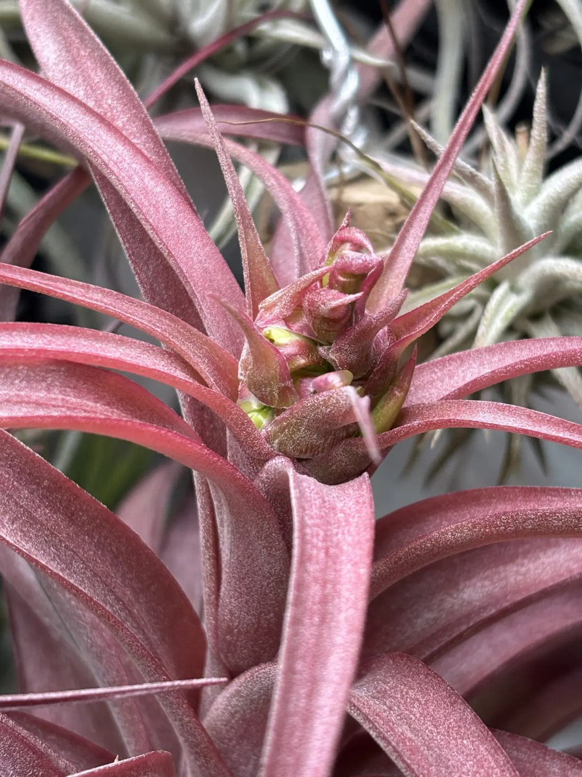 ティランジア　ラブノット　開花？