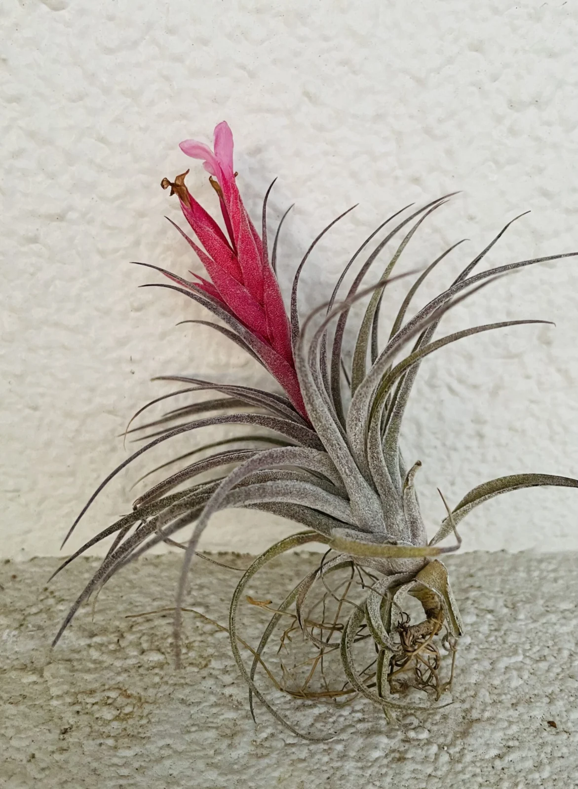 ティランジア　スークレイ　花