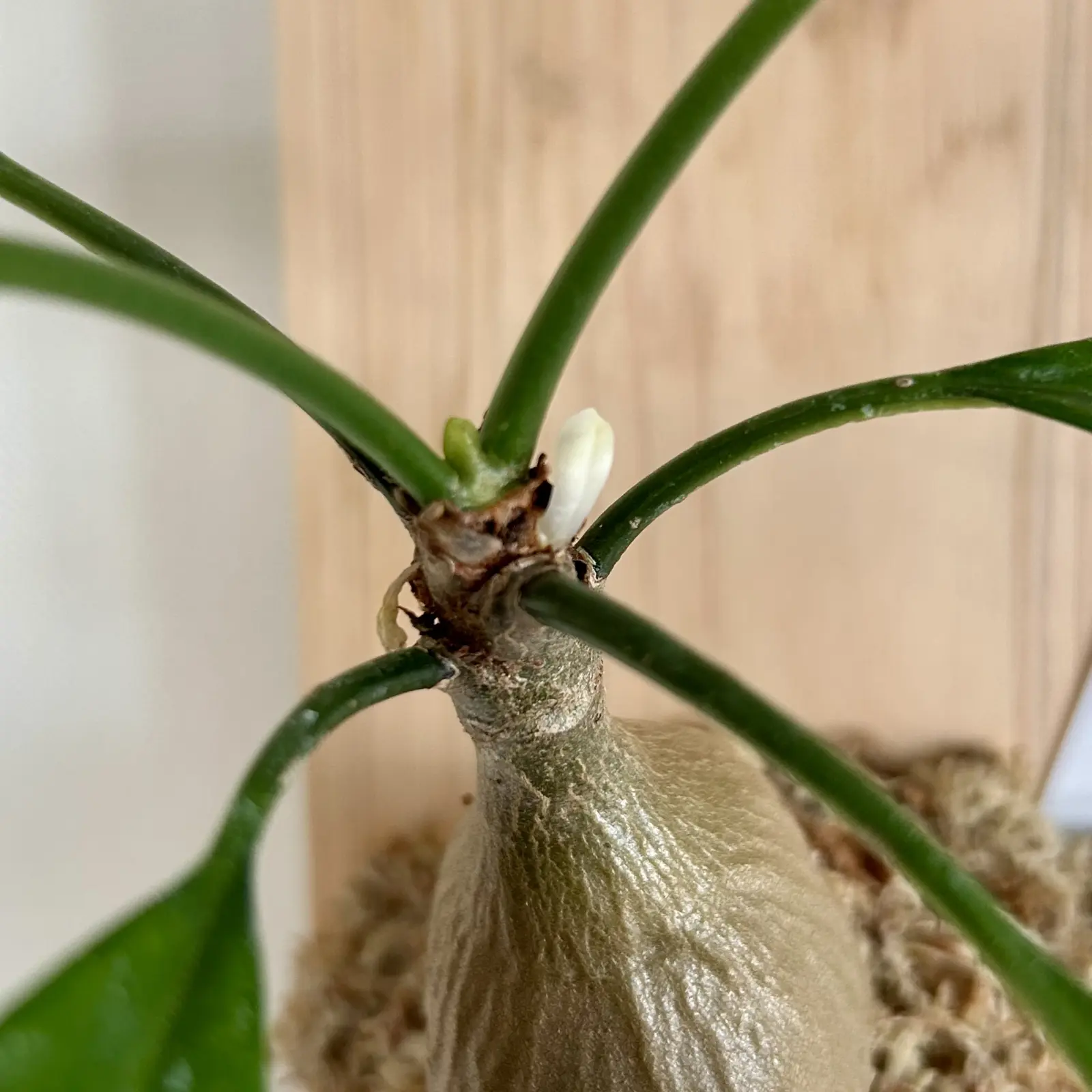 ミルメコディア　ツベローサ　花？