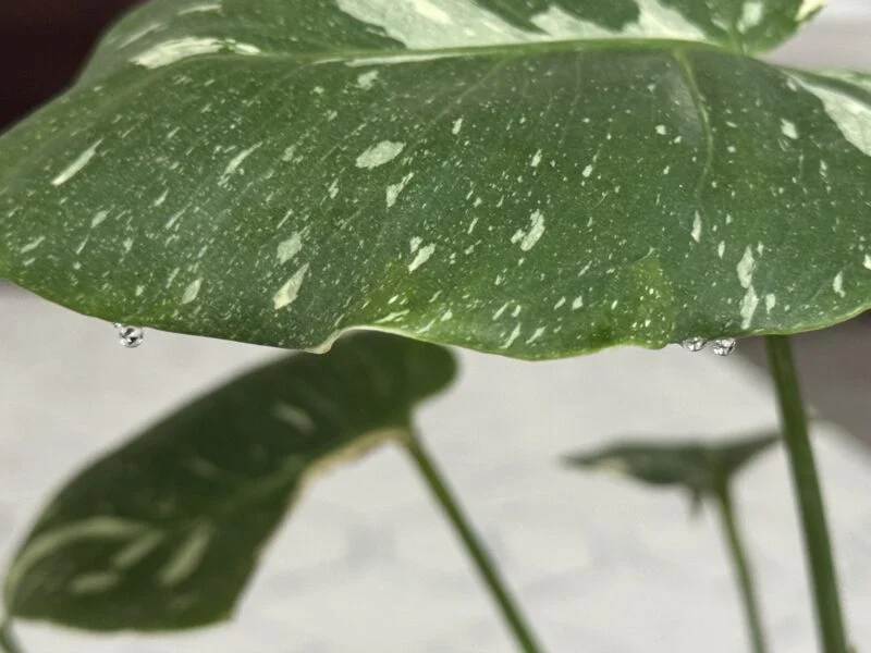 モンステラ 葉から水滴