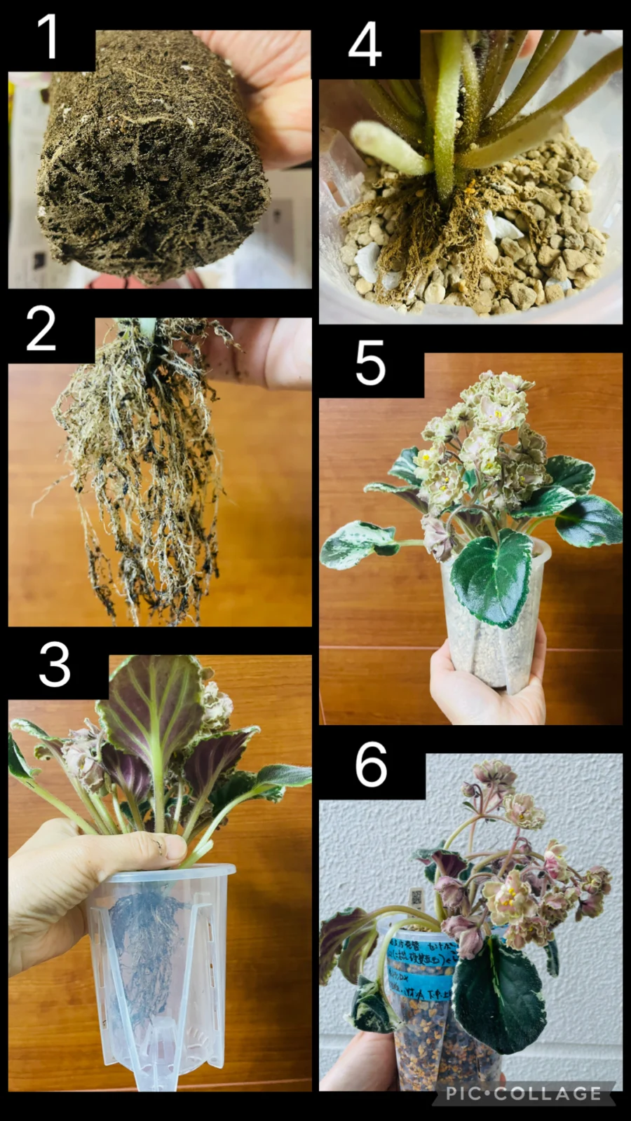 セントポーリア カルダモン 植替え