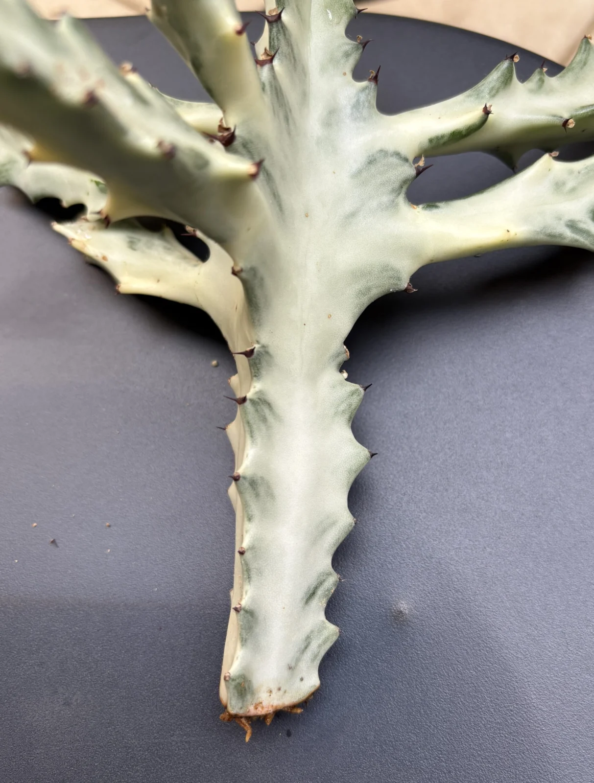 ユーフォルビア ホワイトゴースト Euphorbia lactea ‘White Ghost’