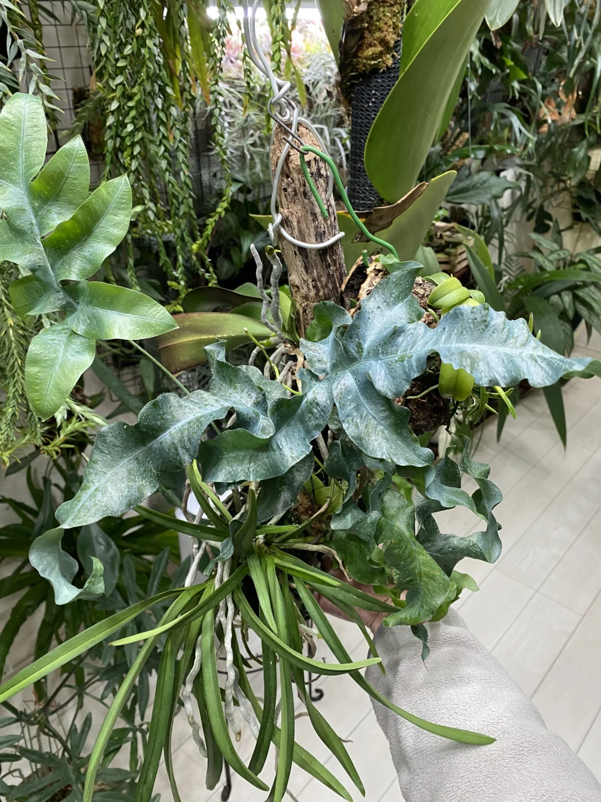 フレポディウム ブルースター