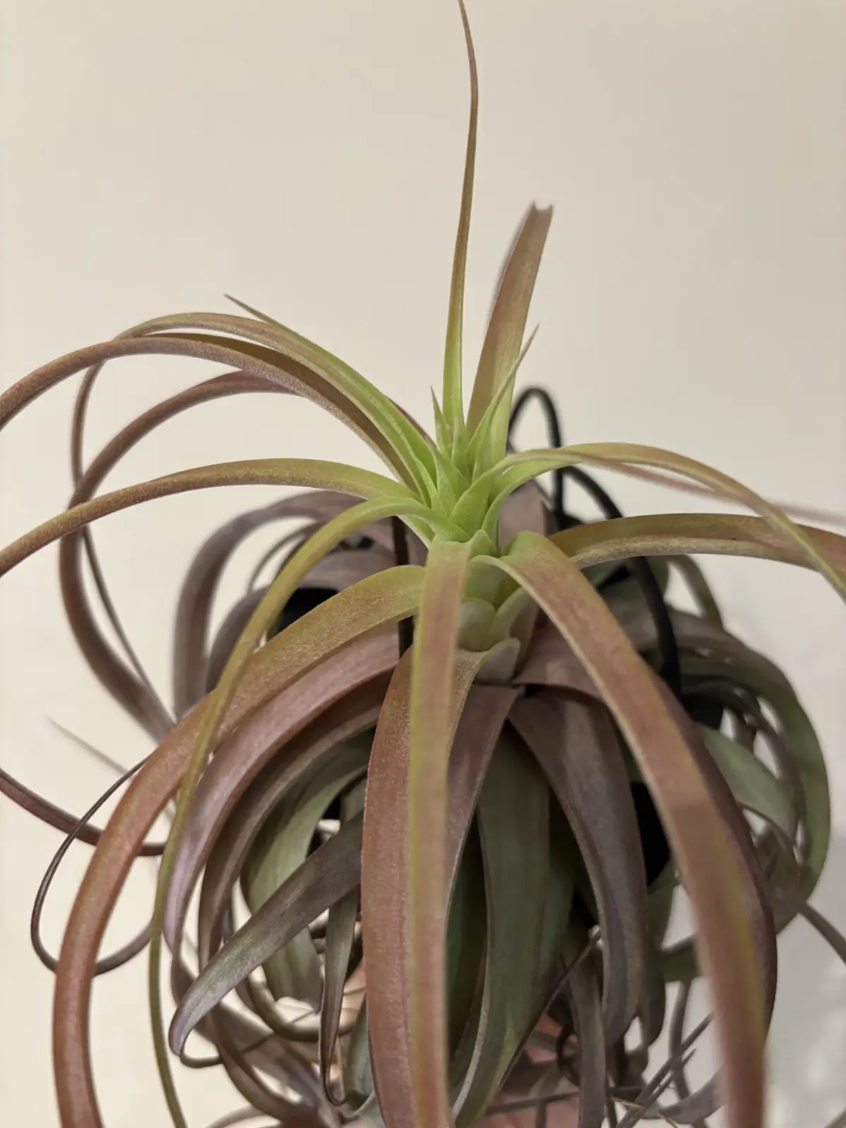 ティランジア　ラブノット　花序