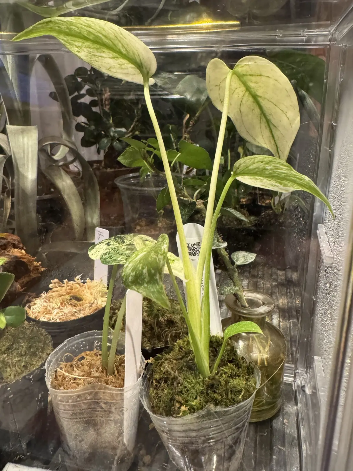 モンステラ　天津蘭　テンシンラン　ホワイトモンスター