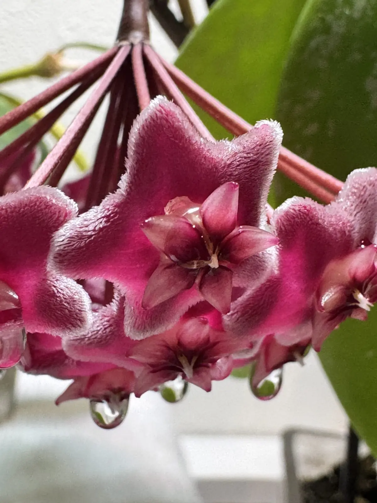 ホヤ　花の蜜　接写