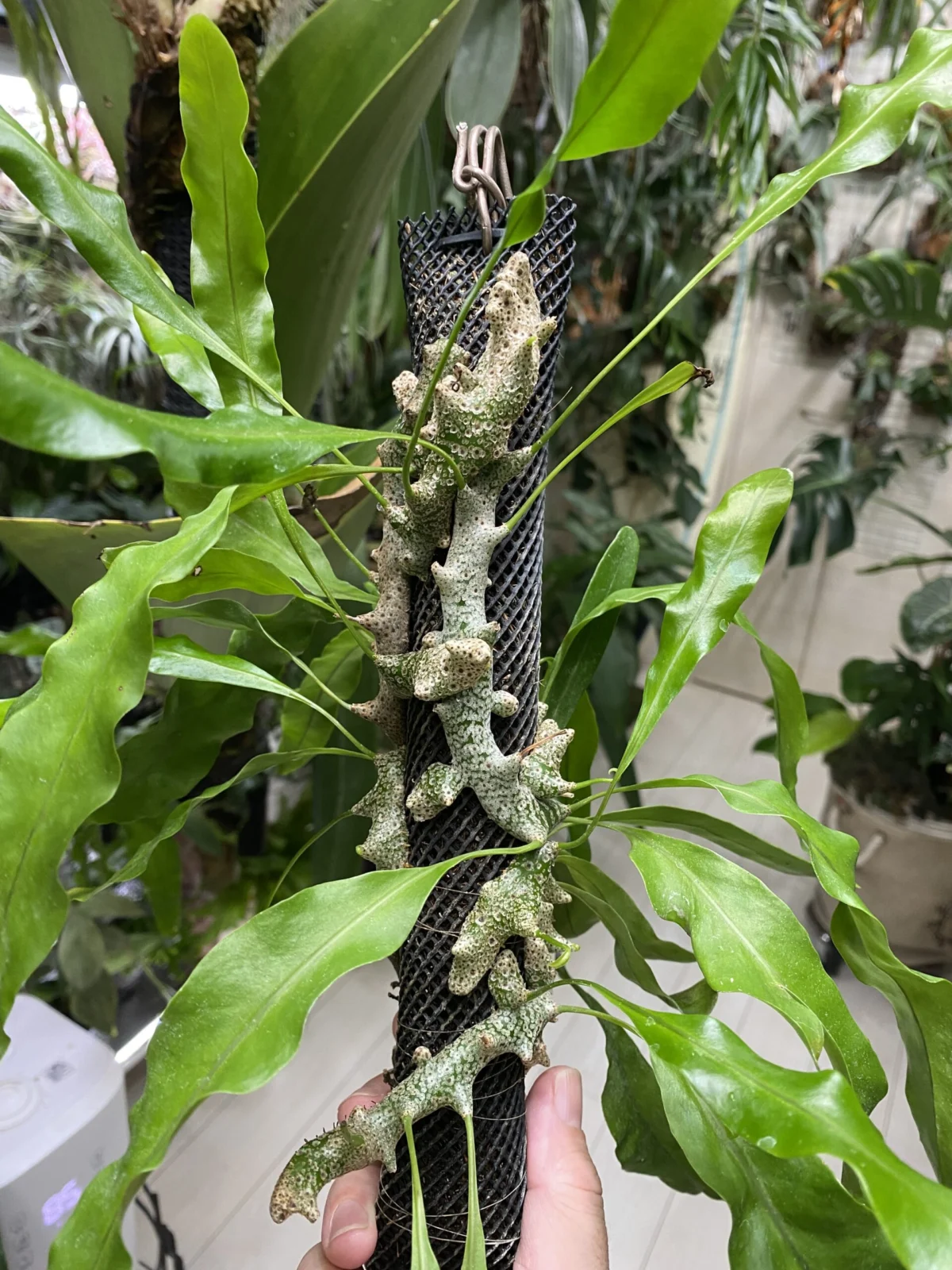 レカノプテリス シヌオサ