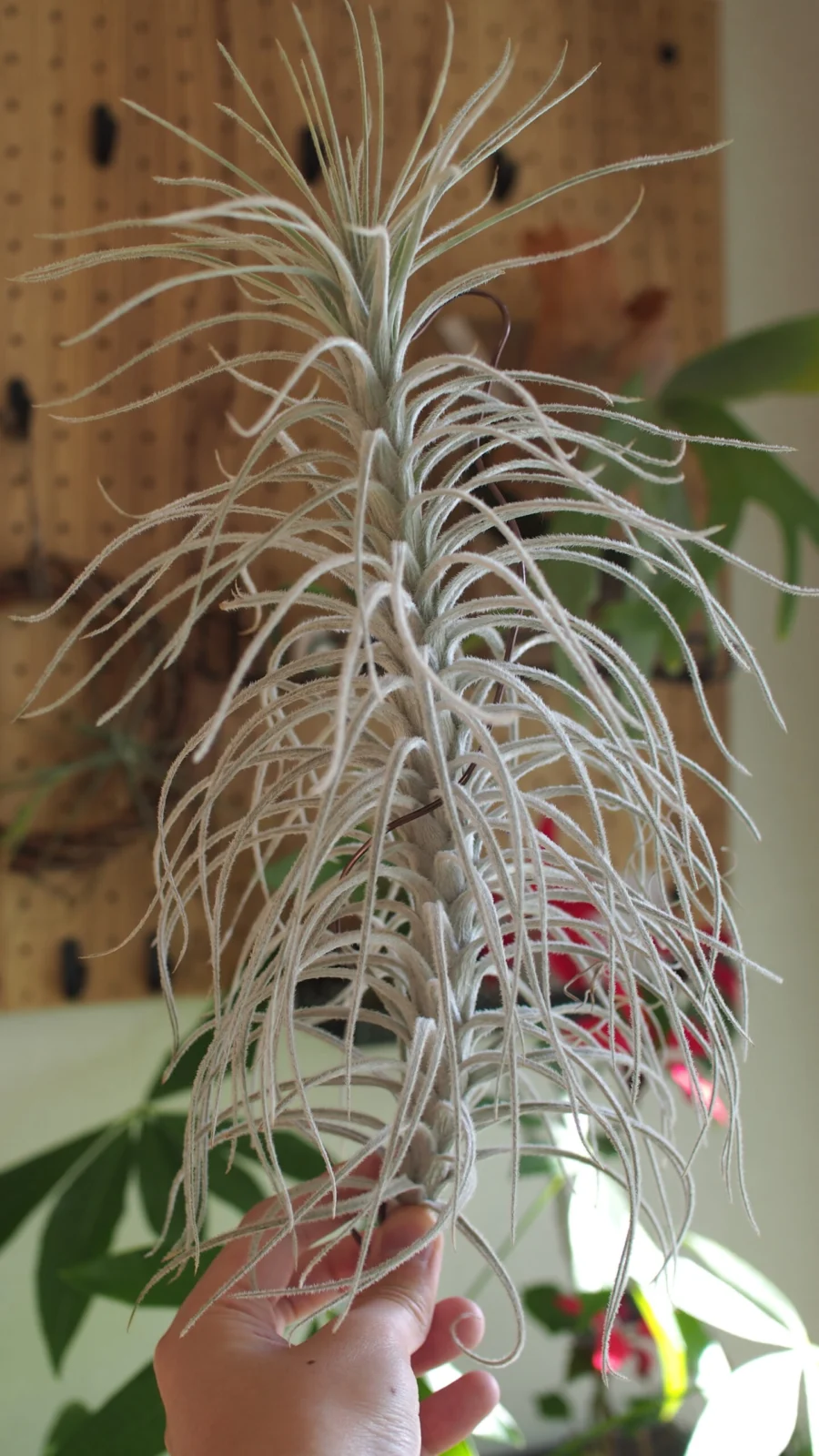 ティランジア　テクトラム　カウレッセンスフォーム