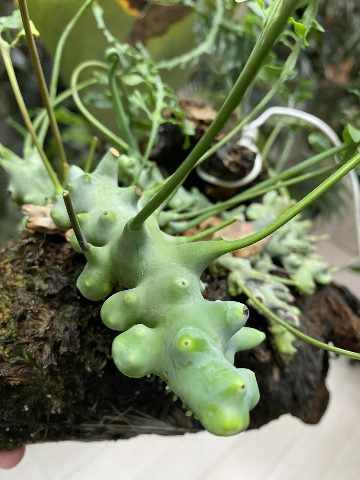 レカノプテリス デパリオイデス