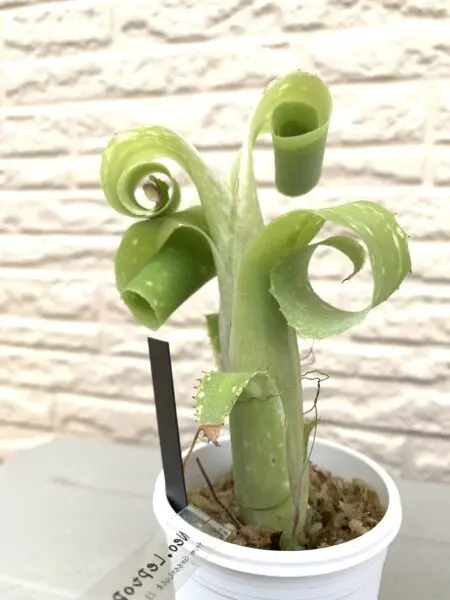 ビルベルギア　レプトポーダ　レプトポダ