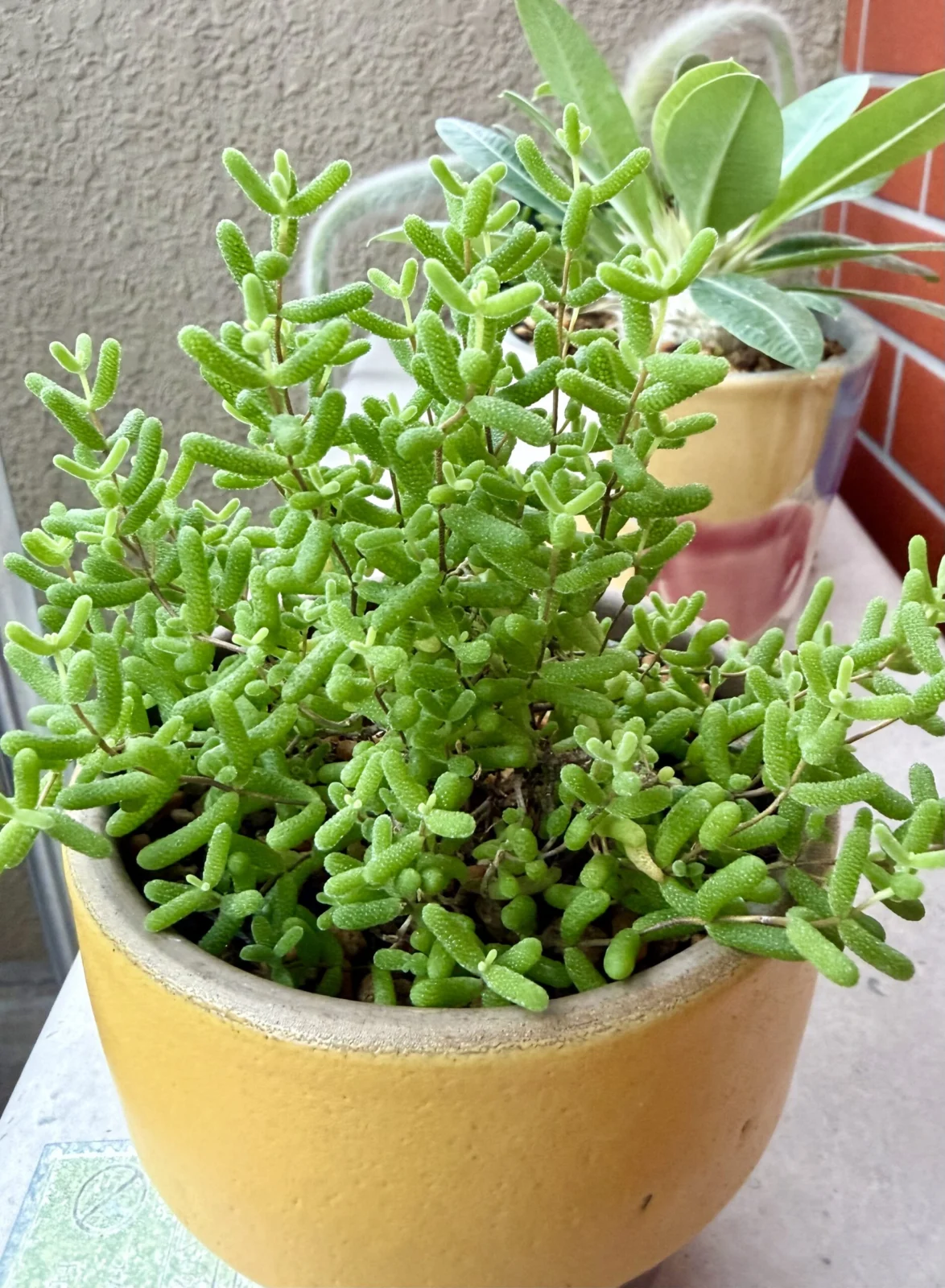 ドロサンテマム　蜜柑　みかん