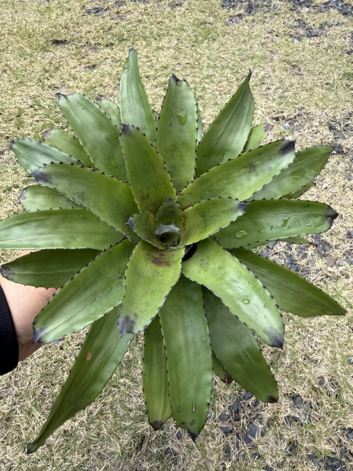 カニストラム　トリアングラレ