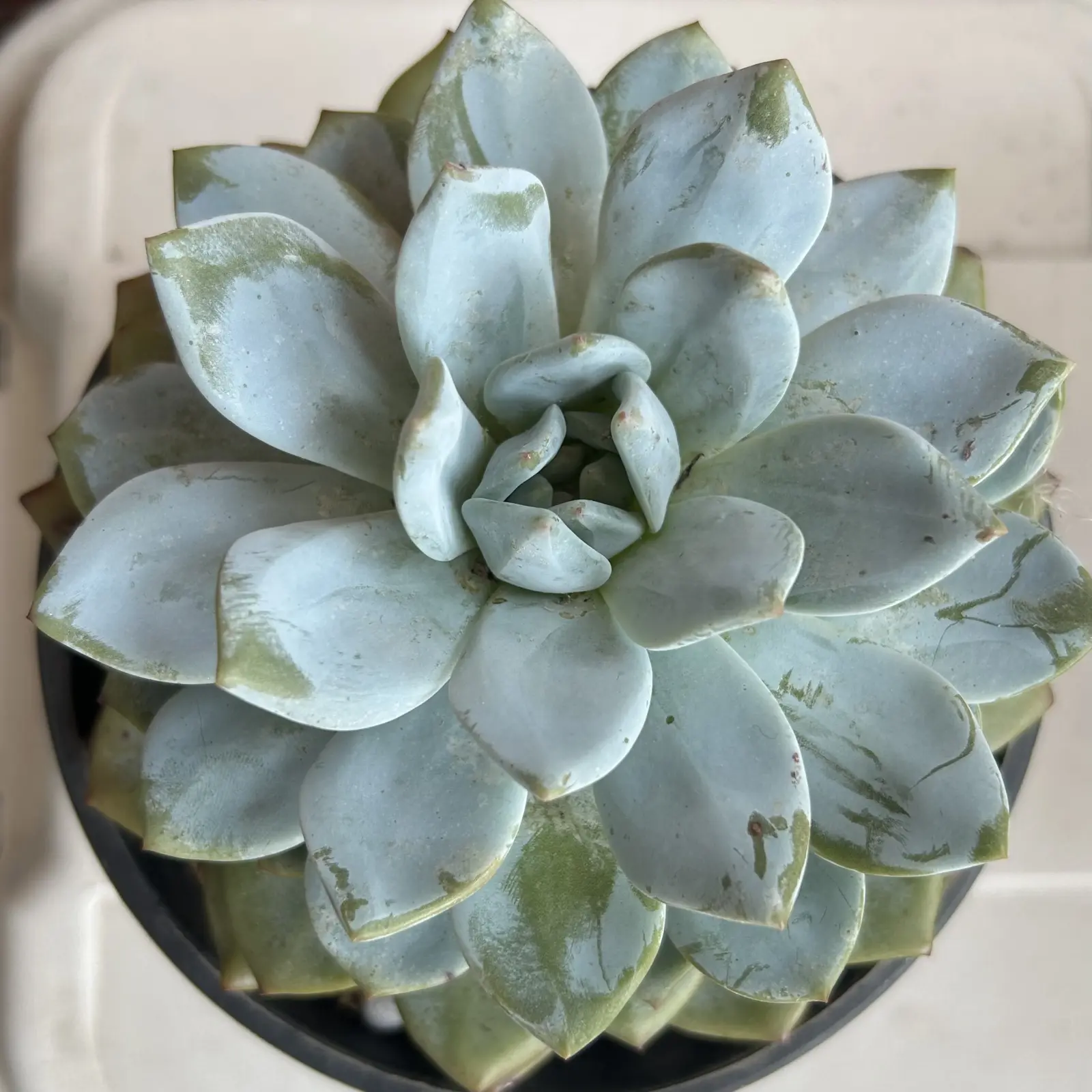 エケベリア　ラウリンゼ　多肉植物
