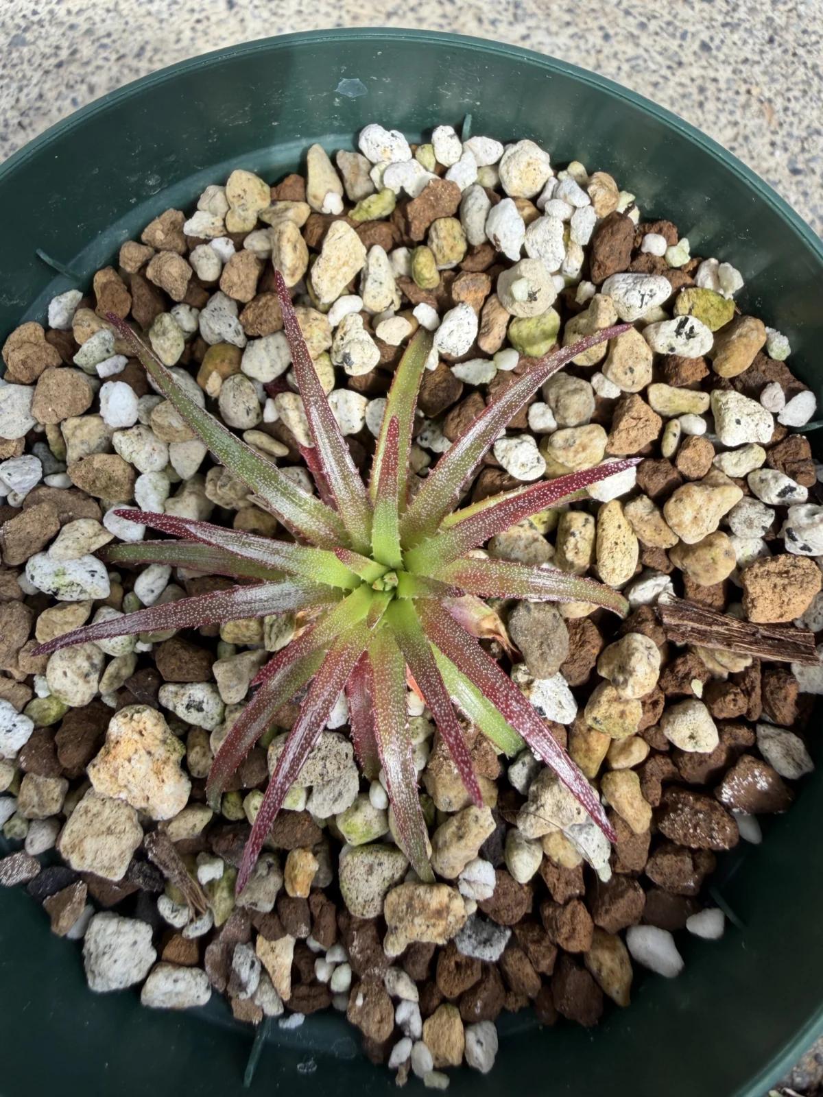 シンコラエア　ヘレニセネ