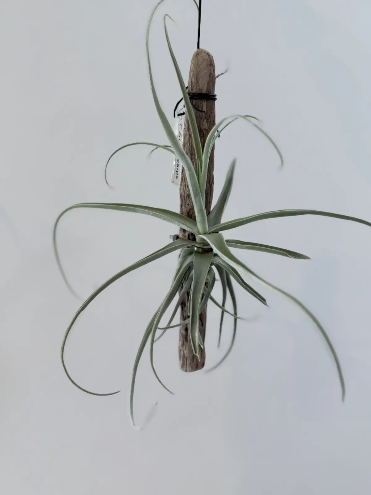 ティランジア　ストレプトカルパ