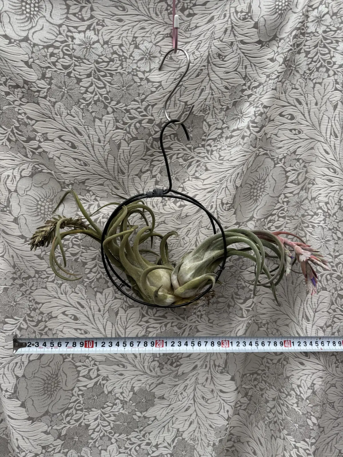 ティランジア　シレリアナ　クランプ　蕾付き株全体