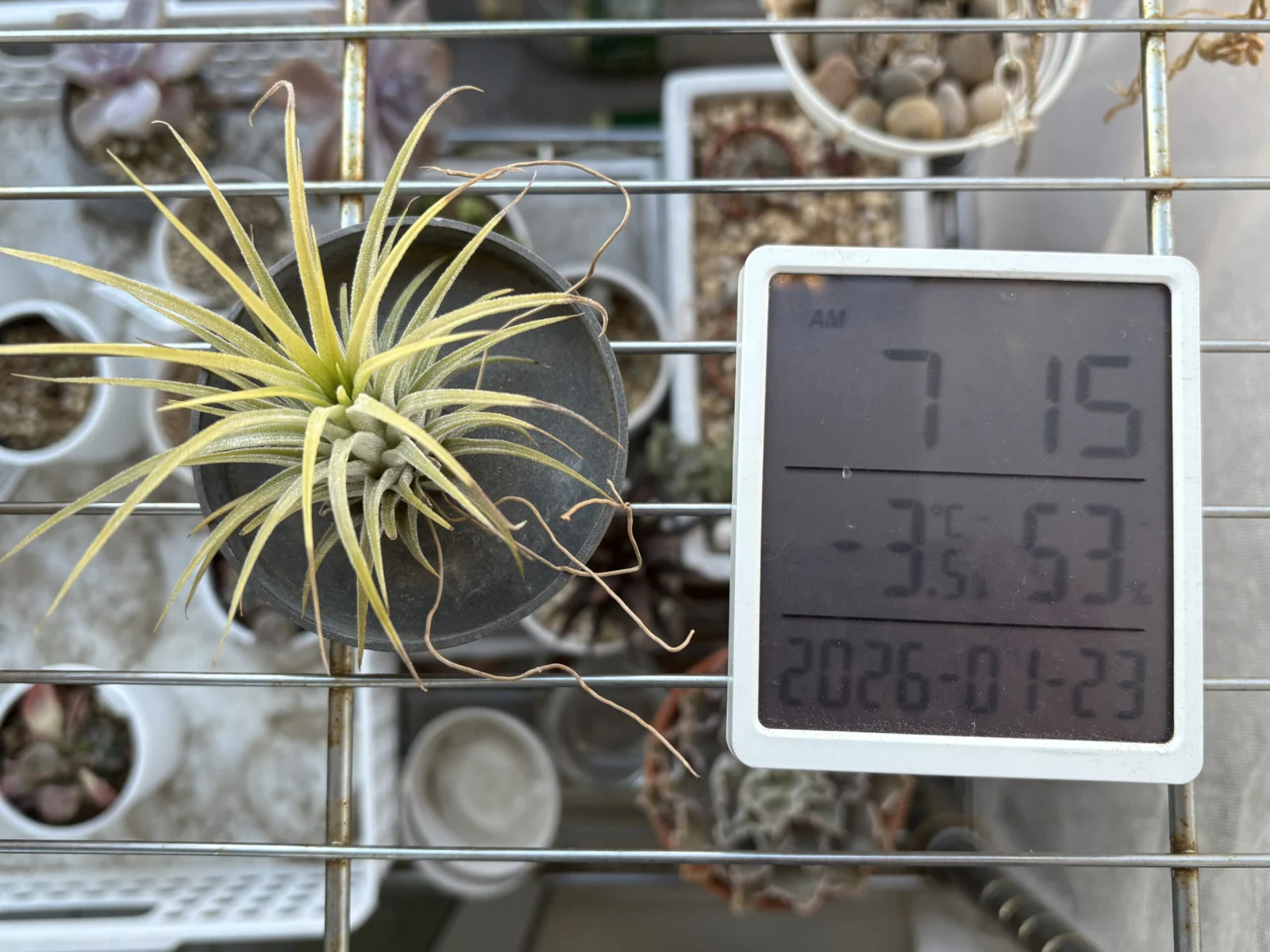 ティランジア　イオナンタ　耐寒試験　100均