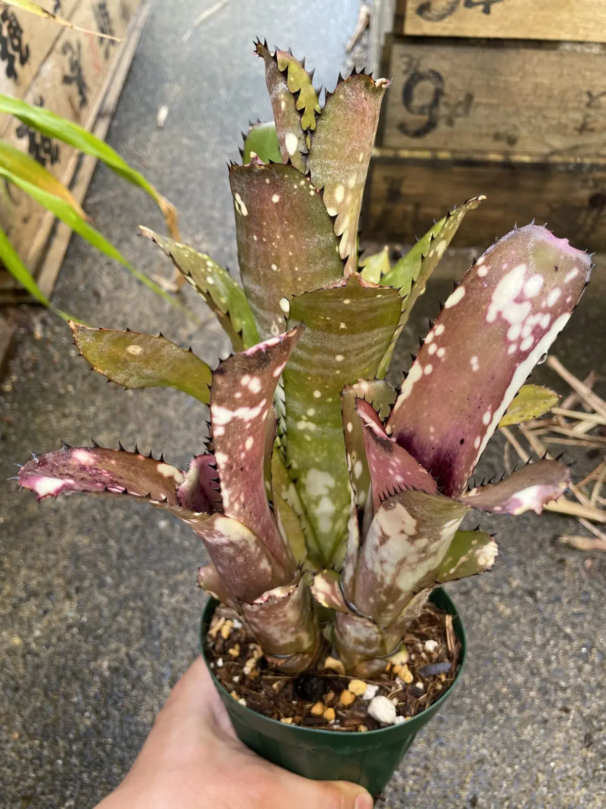 ビルベルギア　カハカイ