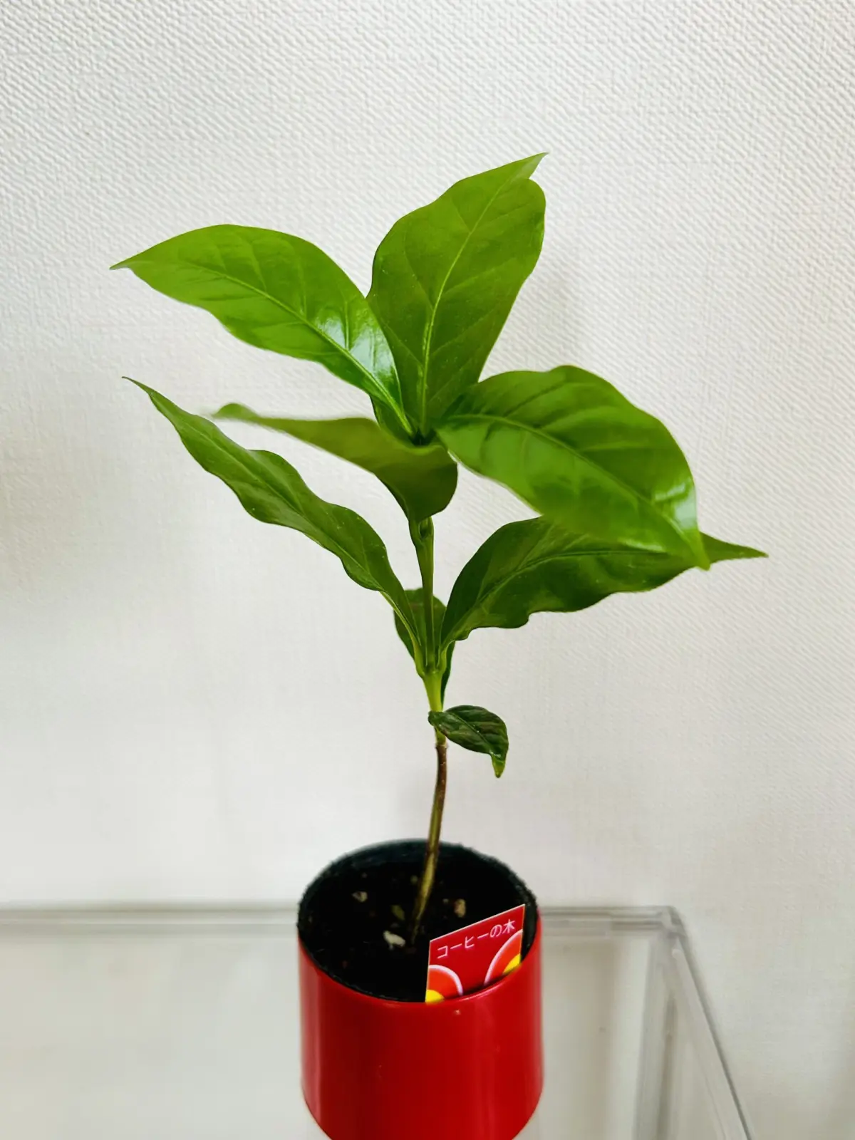 コーヒーの木