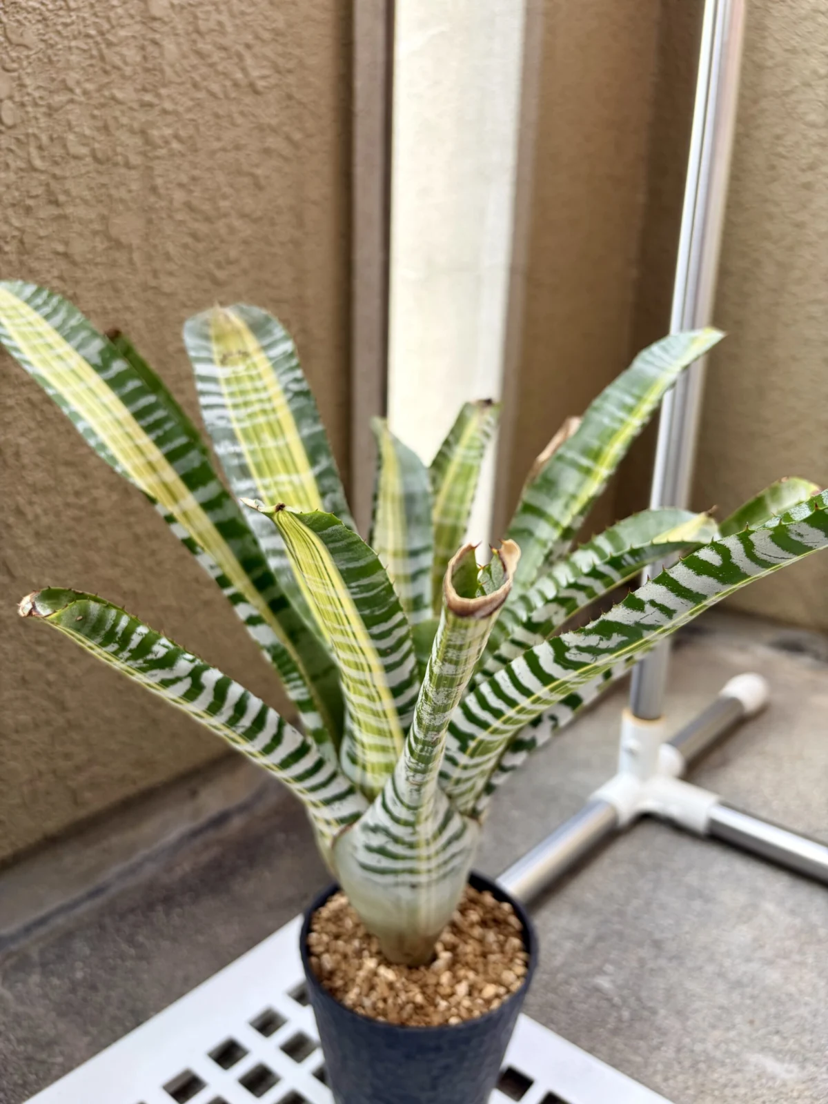 エクメア　チャンティニー