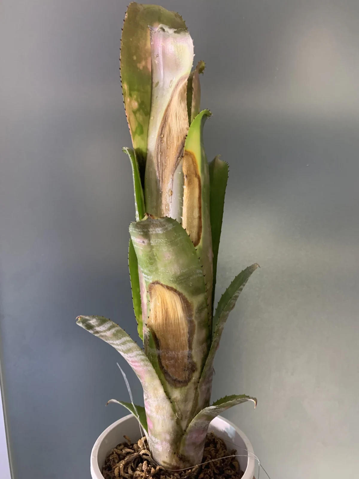 ビルベルギア　冬の葉焼け