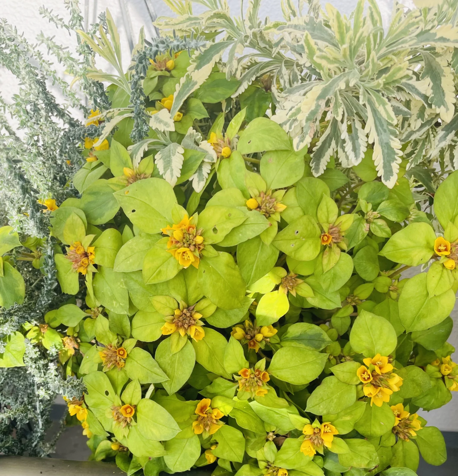 リシマキア リッシー 花