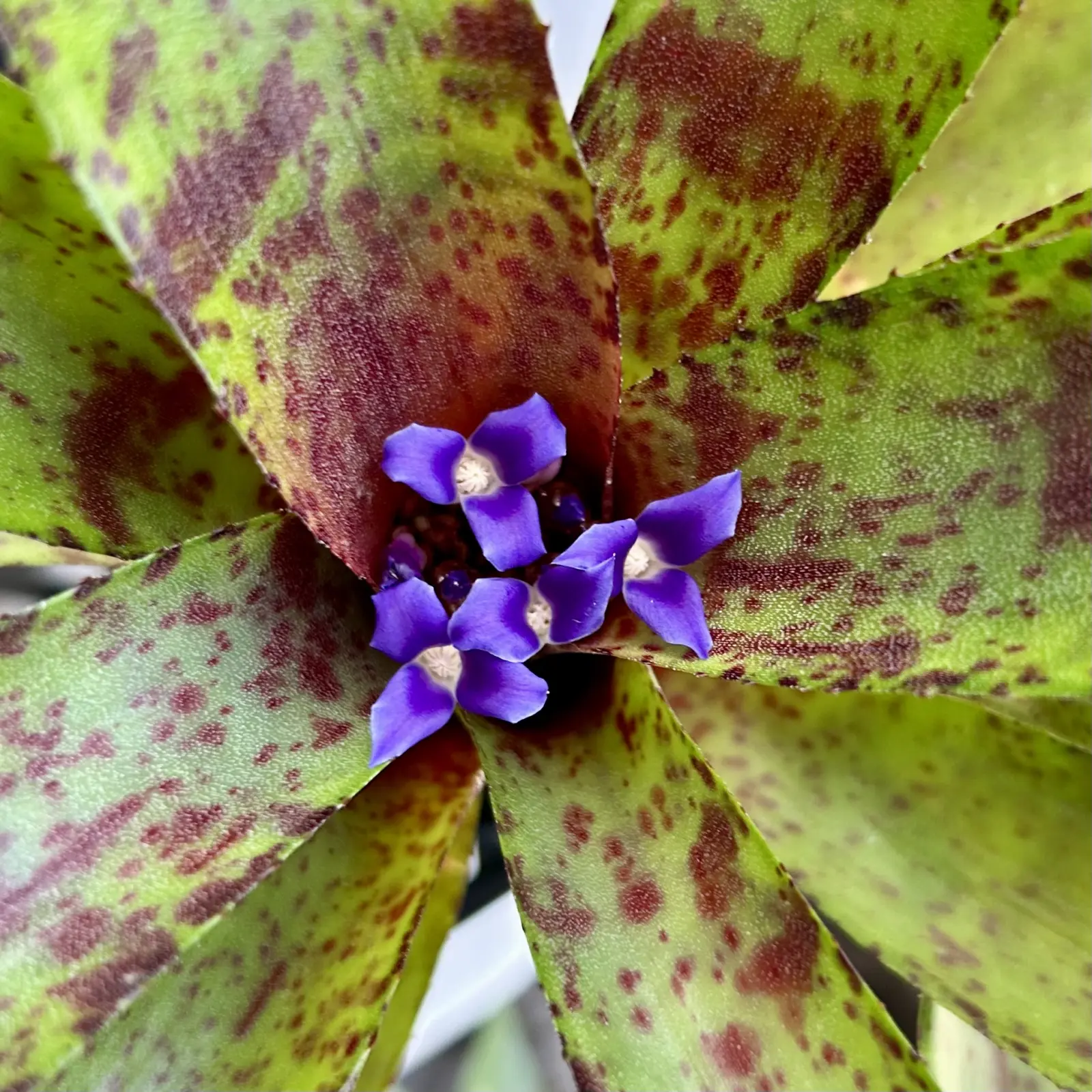 ネオレゲリア　オーストラリアンペッパー　花