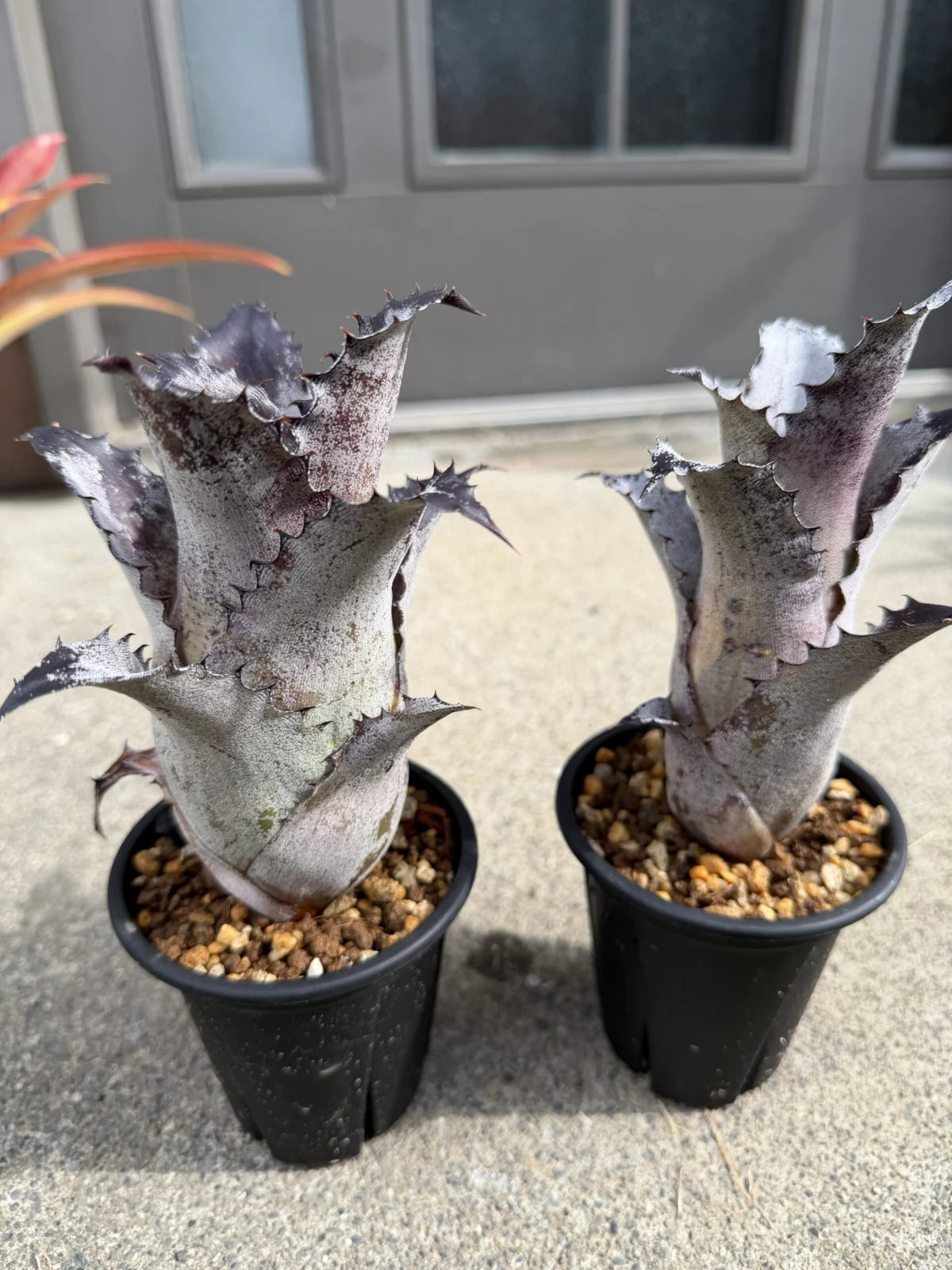 ホヘンベルギア　レオポルトホルスティー　マイケルズブロメリアからのクローン株