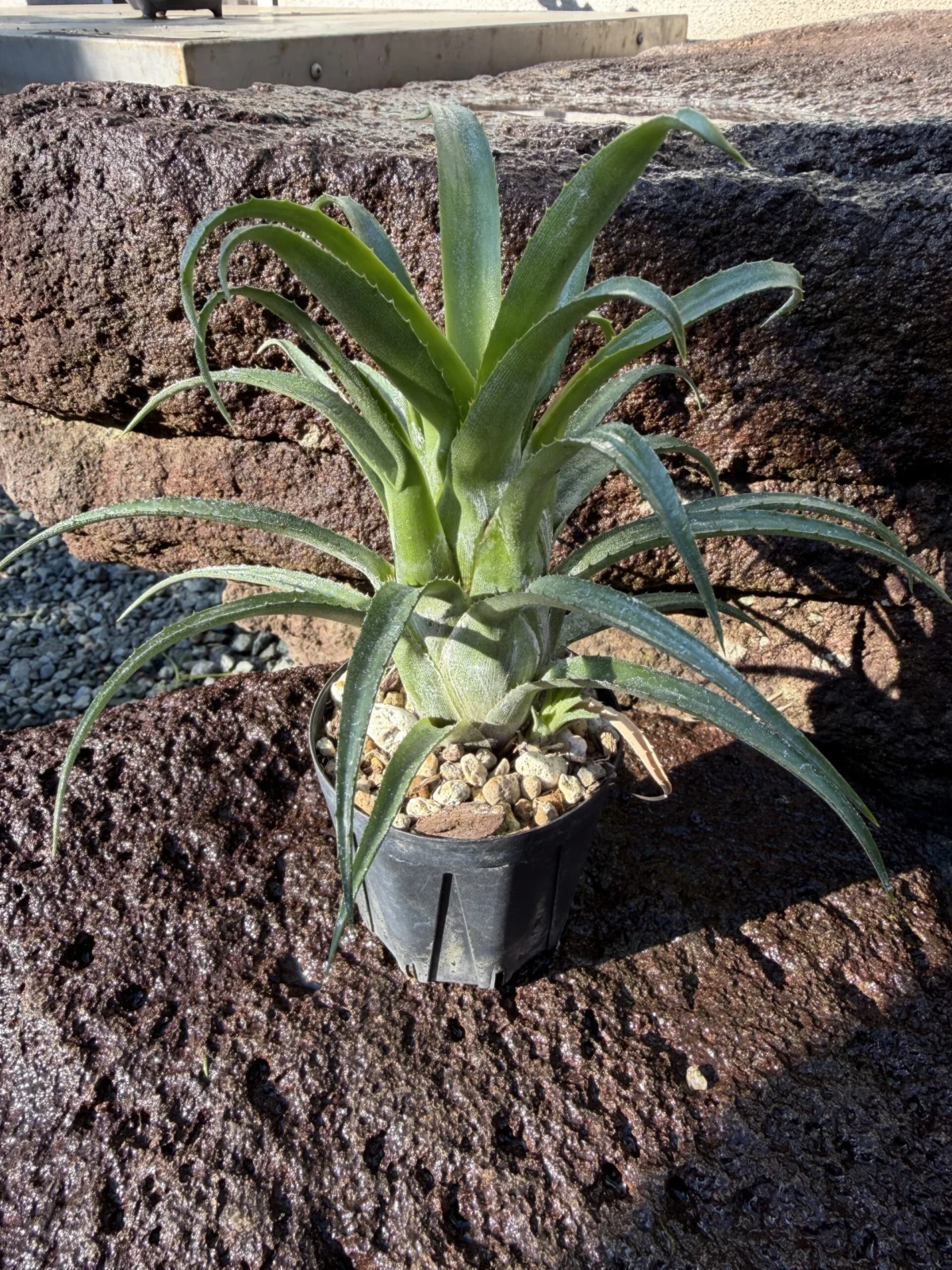 エクメア レクルバータ エロイズ