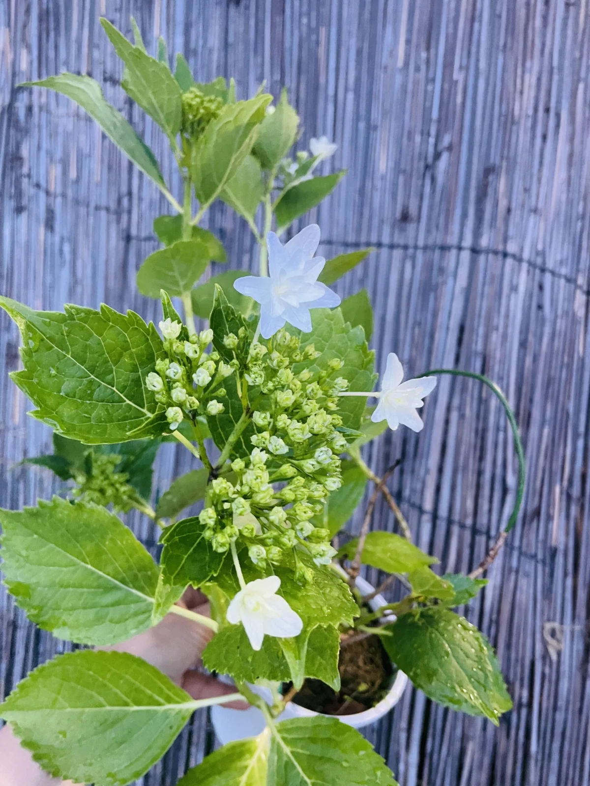 アジサイ スミダノハナビ 花