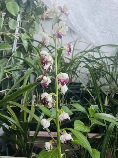 エビネ 花