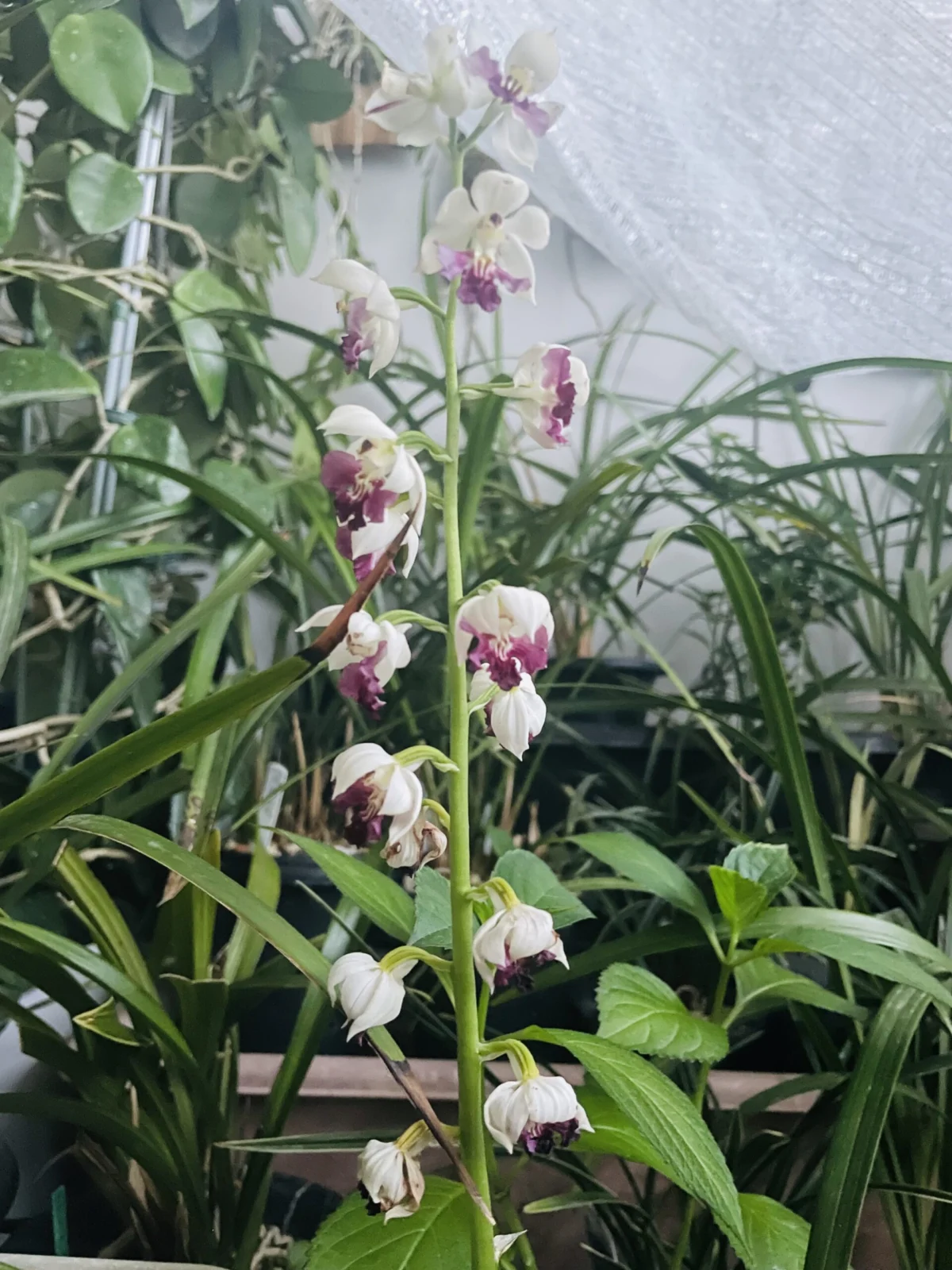エビネ 花