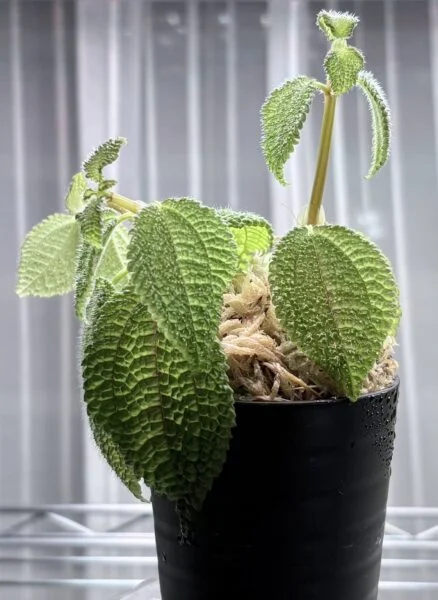 ピレア・ムーンバレー　Pilea involucrata ‘Moon Valley’