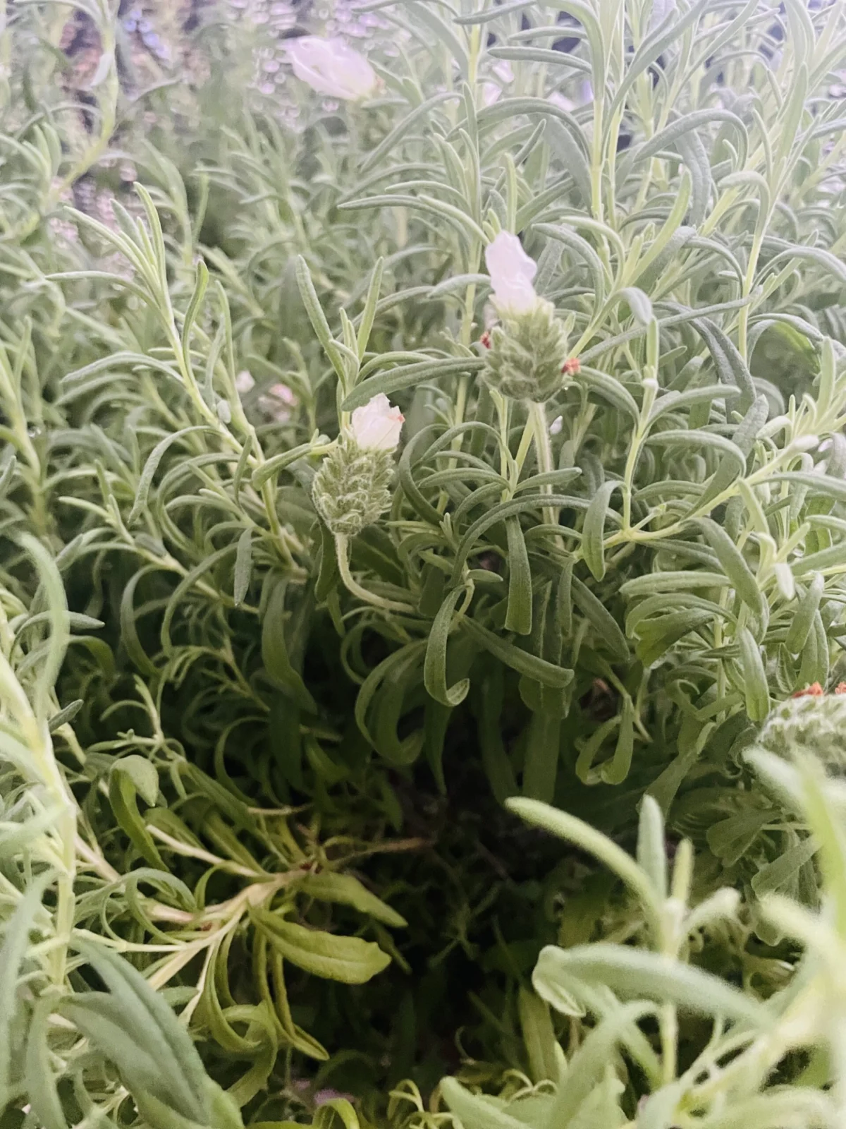 フレンチラベンダー 花