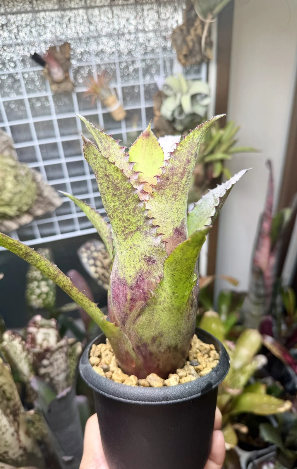 ホヘンベルギア　ドルアーガ