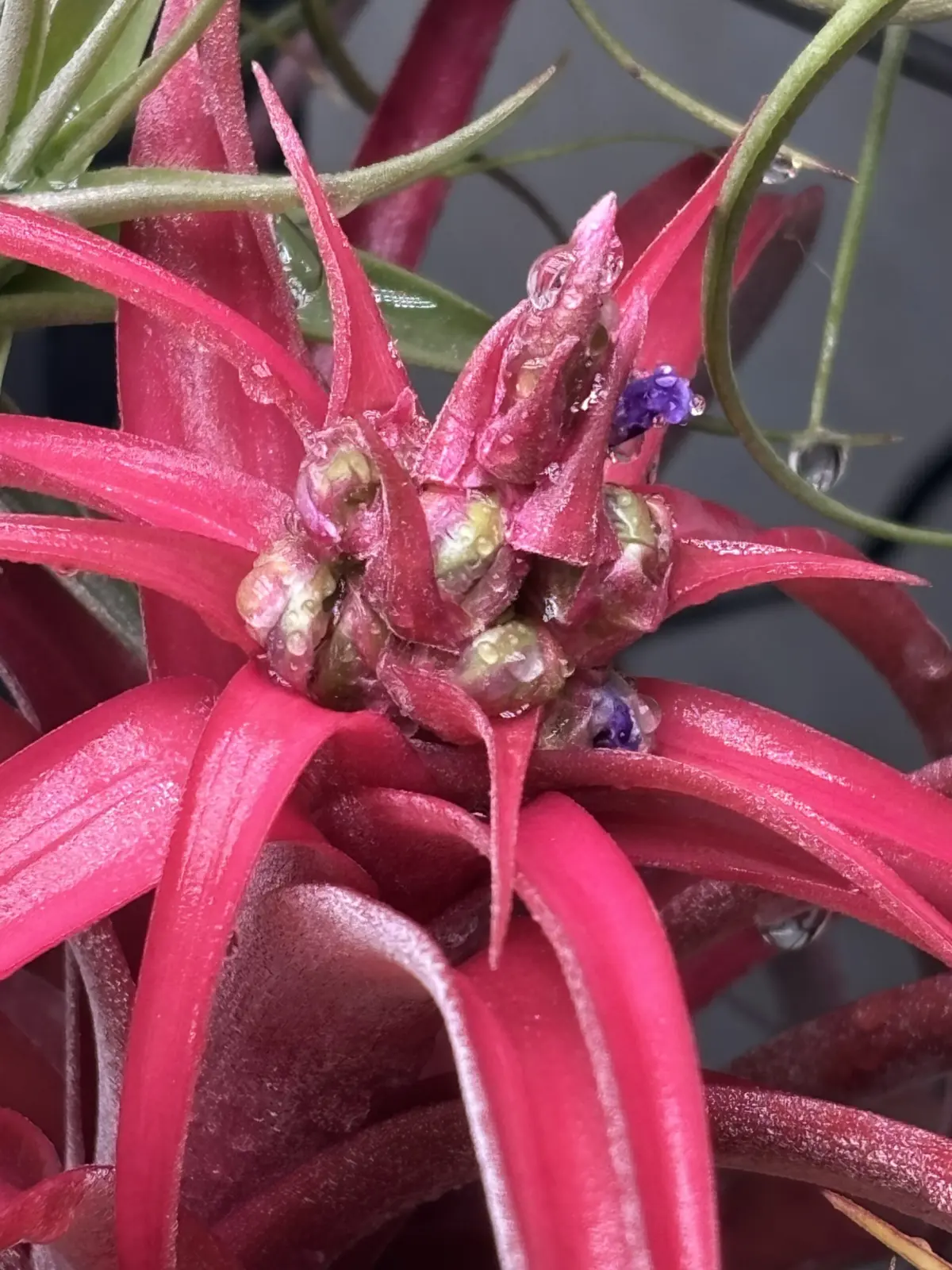 ティランジア　ラブノット　開花できなかった