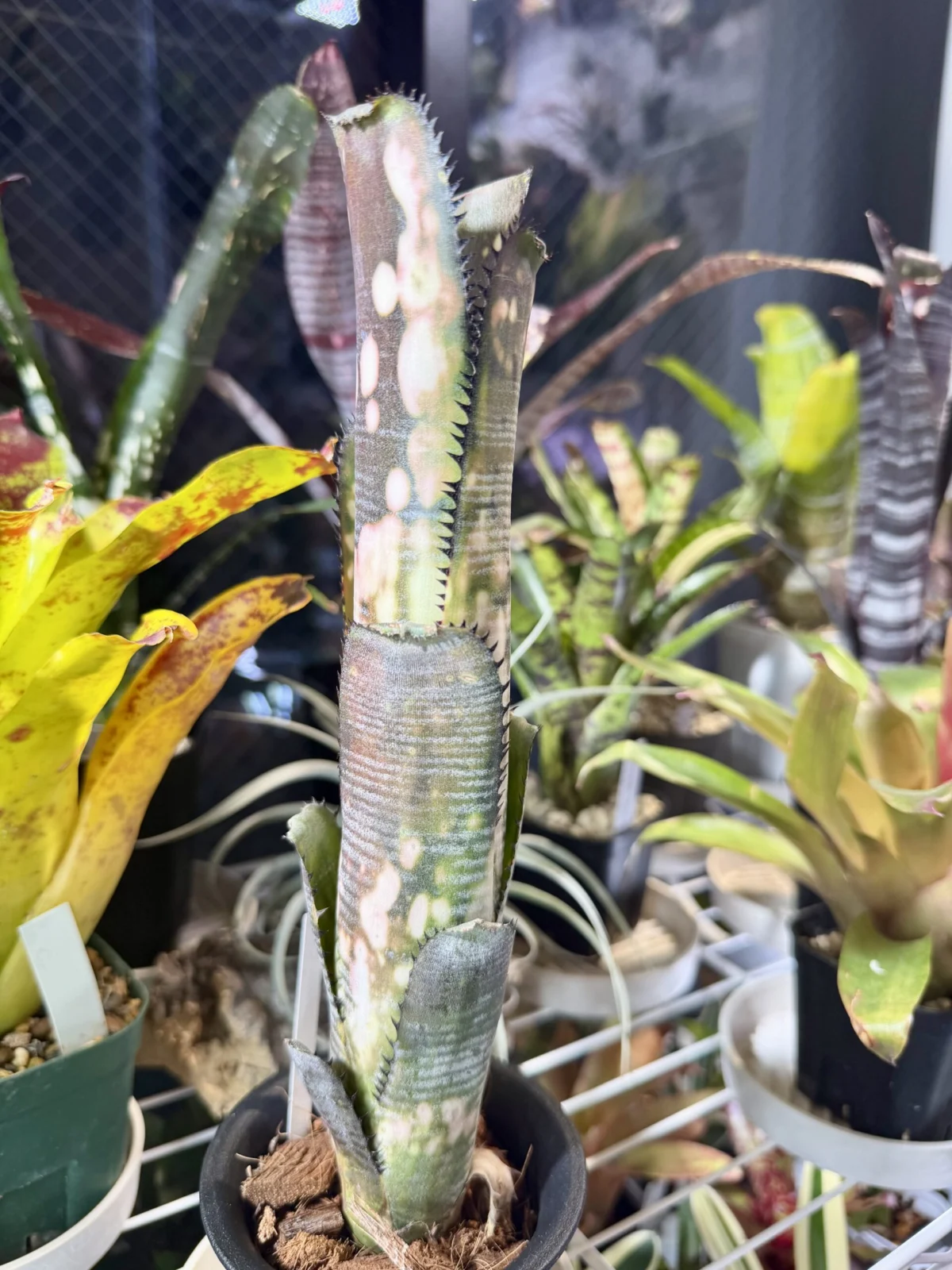 ビルベルギア　トンプライ　ビッグスプリング