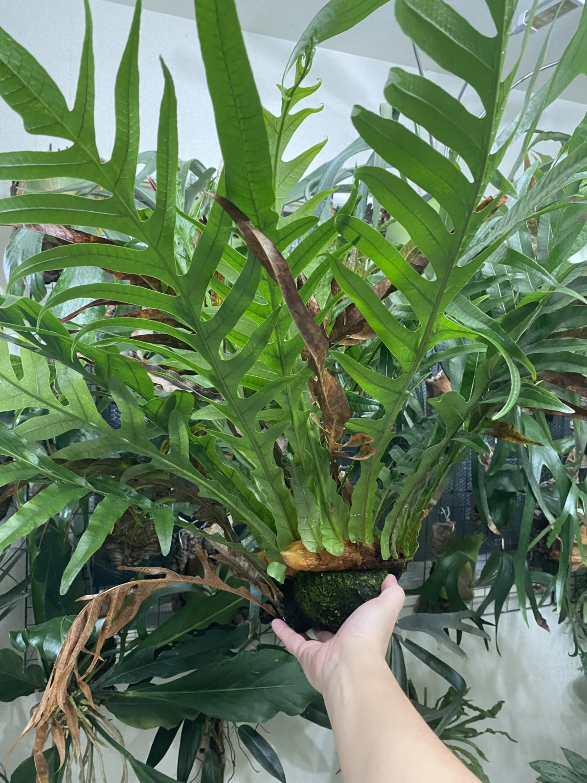 ドリナリア コロナンス