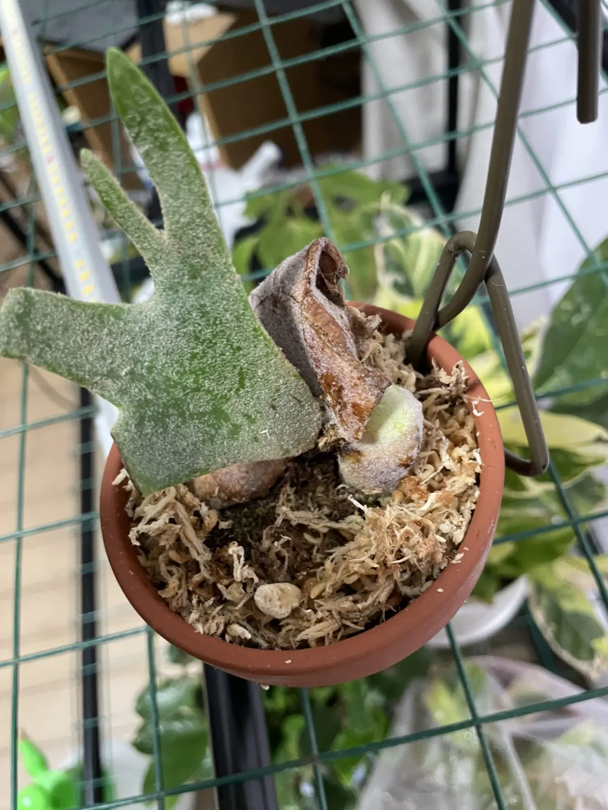 ビカクシダ　ウィリンキー