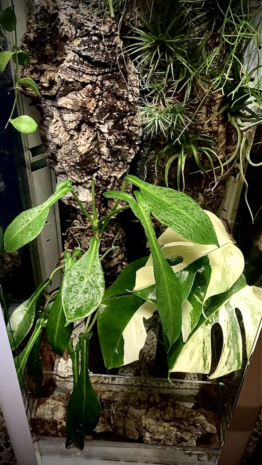 モンステラ ホワイトタイガー 他