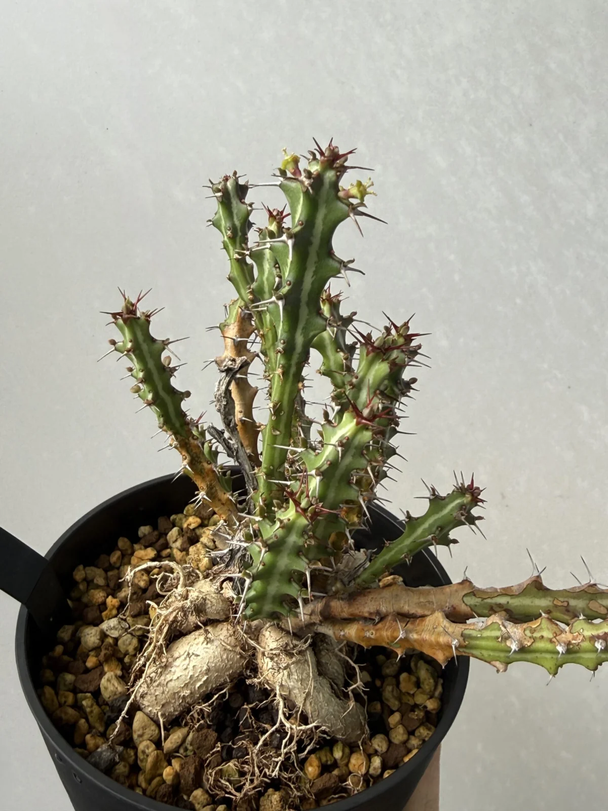 ユーフォルビア クンチー 開花