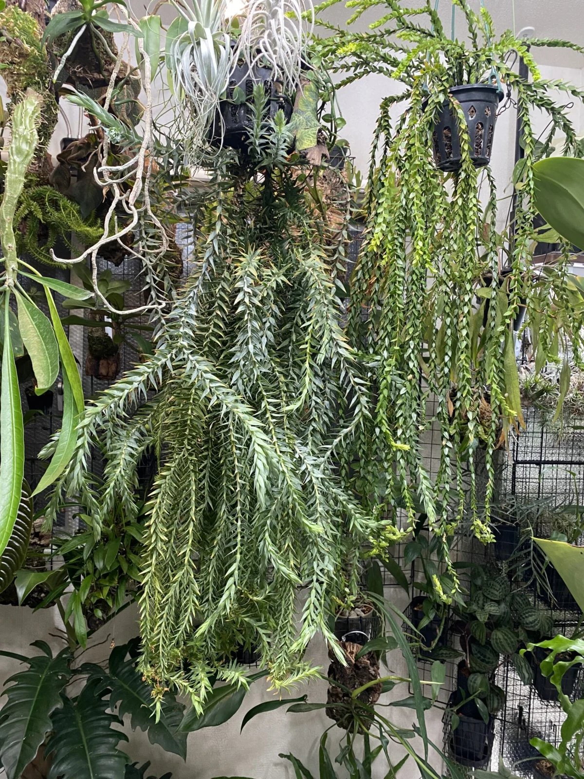 フペルジア　ゴエベリー　ハンホン