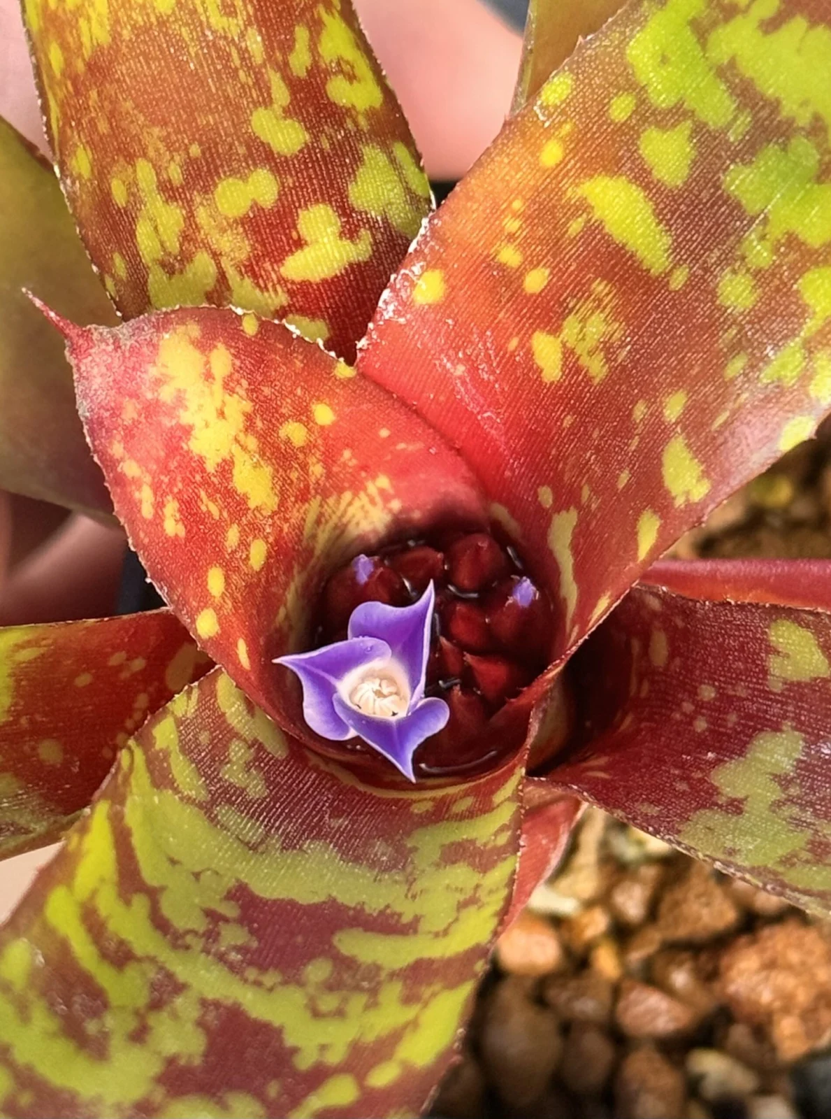 ネオレゲリア　花