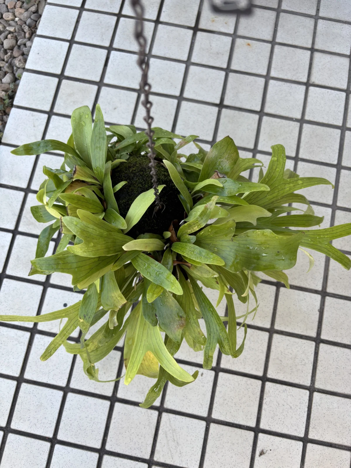 ビカクシダ コモチ