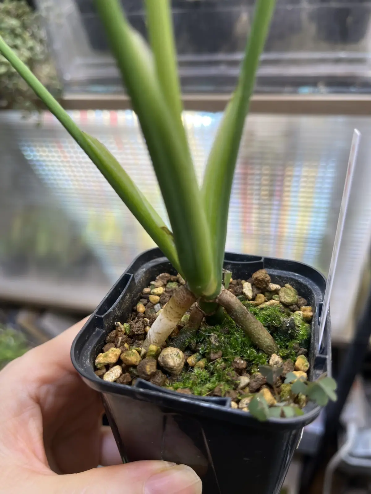 モンステラ バールマルクスフレーム