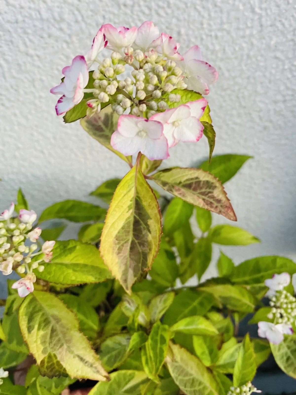 アジサイ 斑入り カラフルランジア インカ 花