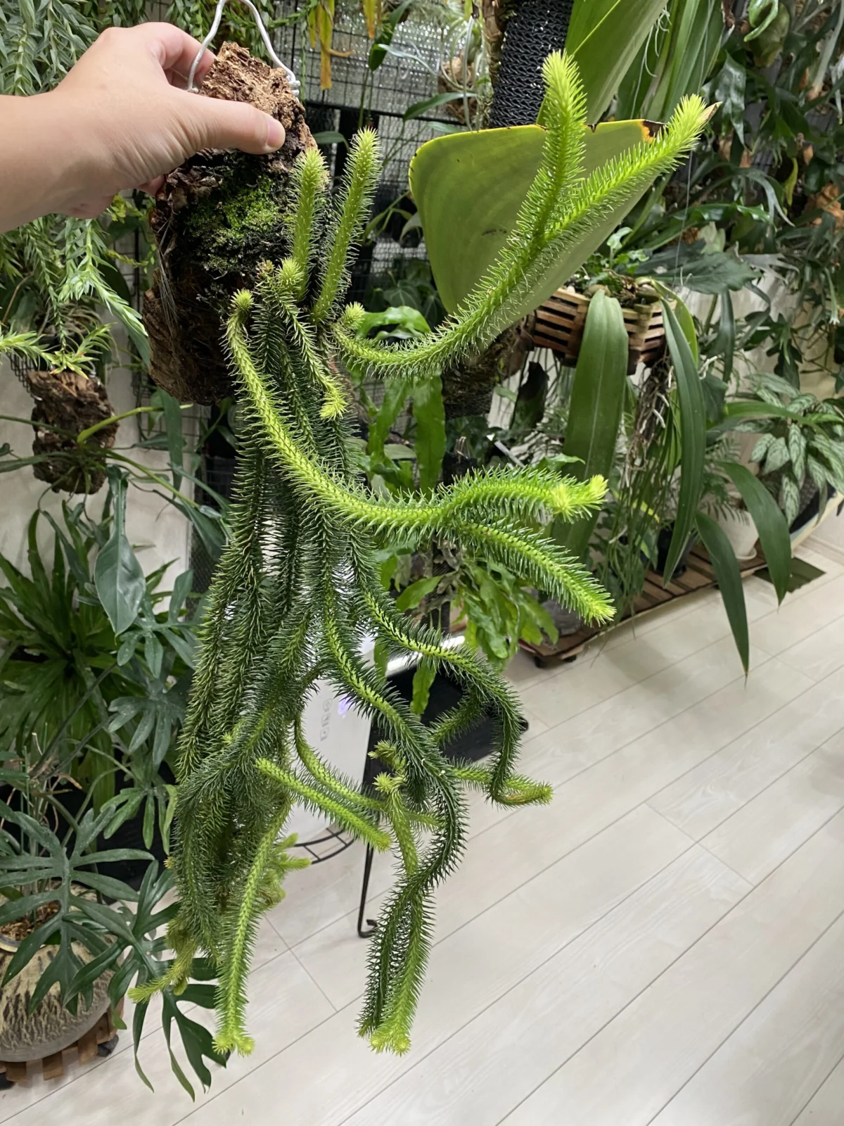 フペルジア　スクアローサ