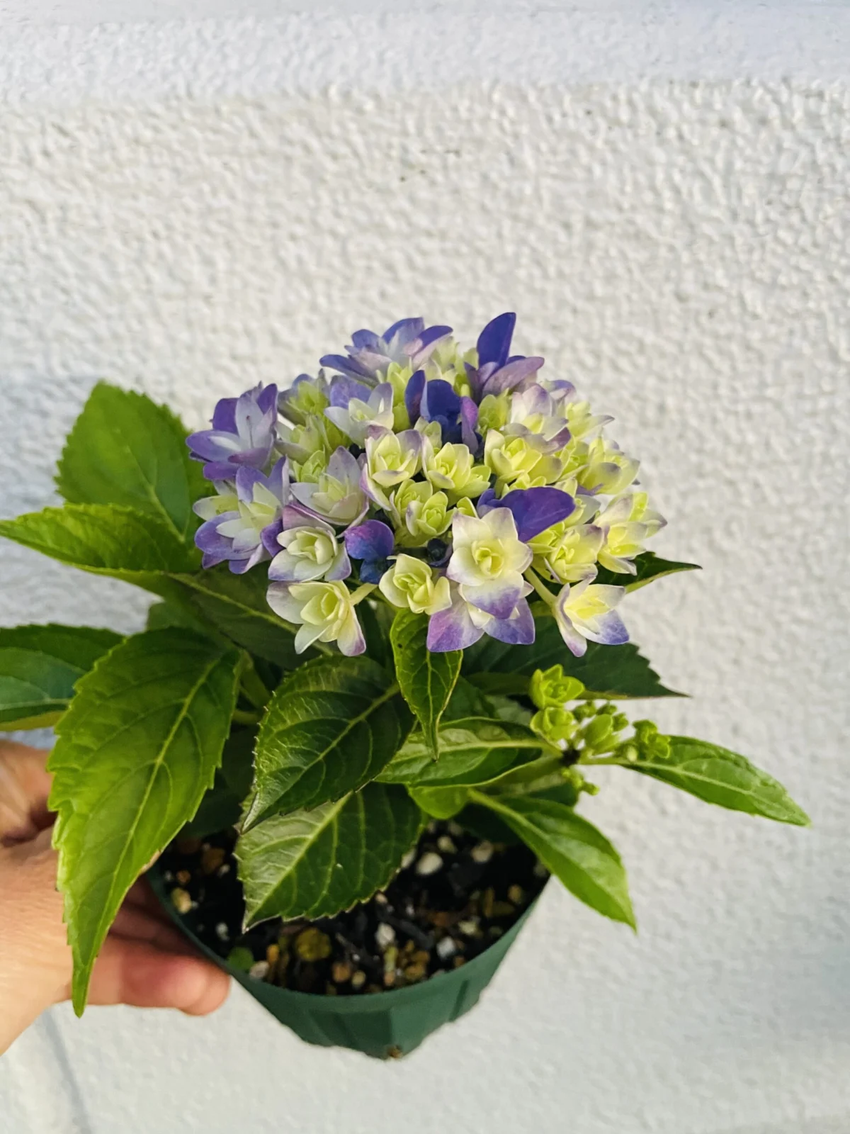 アジサイ ホシアツメ 星あつめ 花