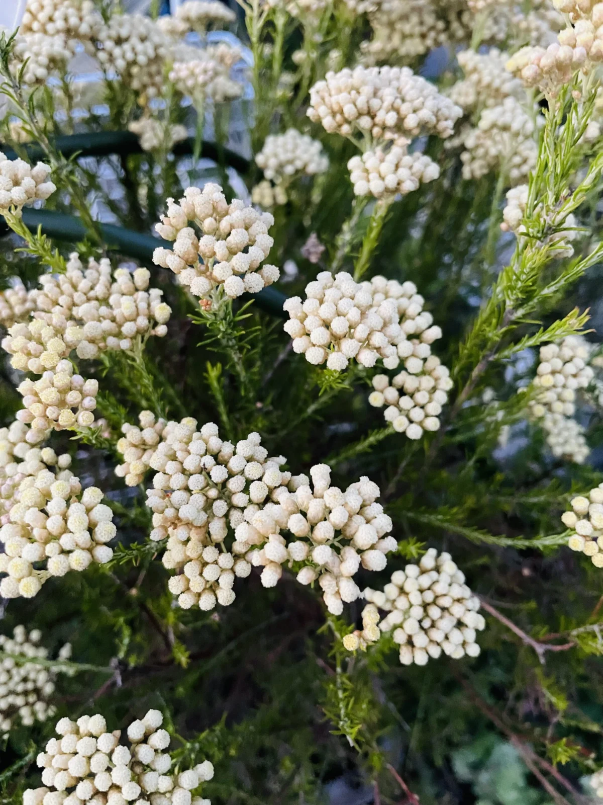 ライスフラワー 花