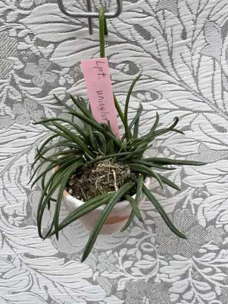 レプトテス ユニカラー 花なし 蘭